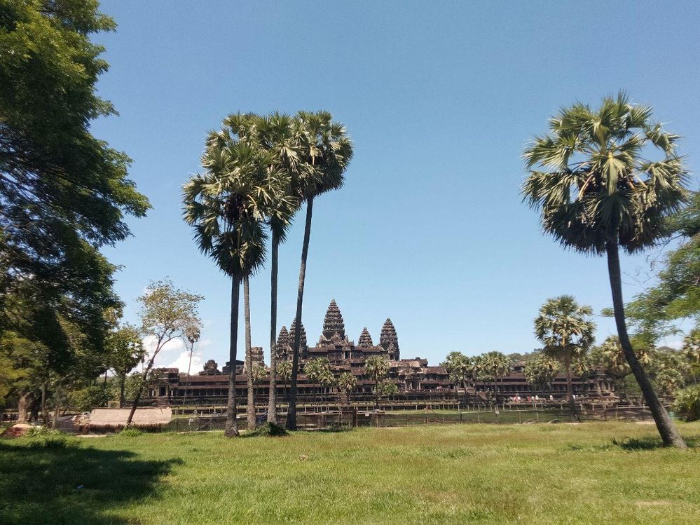Palm trees at Angkor Wat