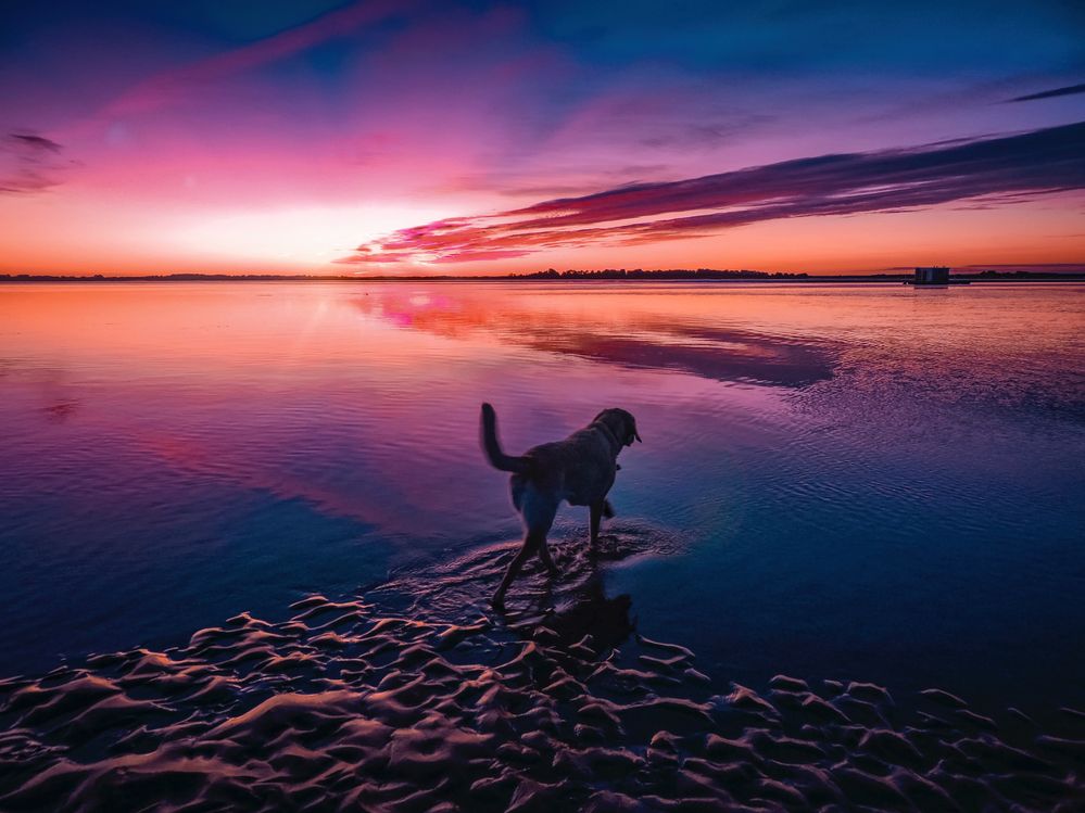 Caption: A photo of a dog walking through water at sunrise with pink and purple clouds reflected on the surface. (Local Guide @dbateser)