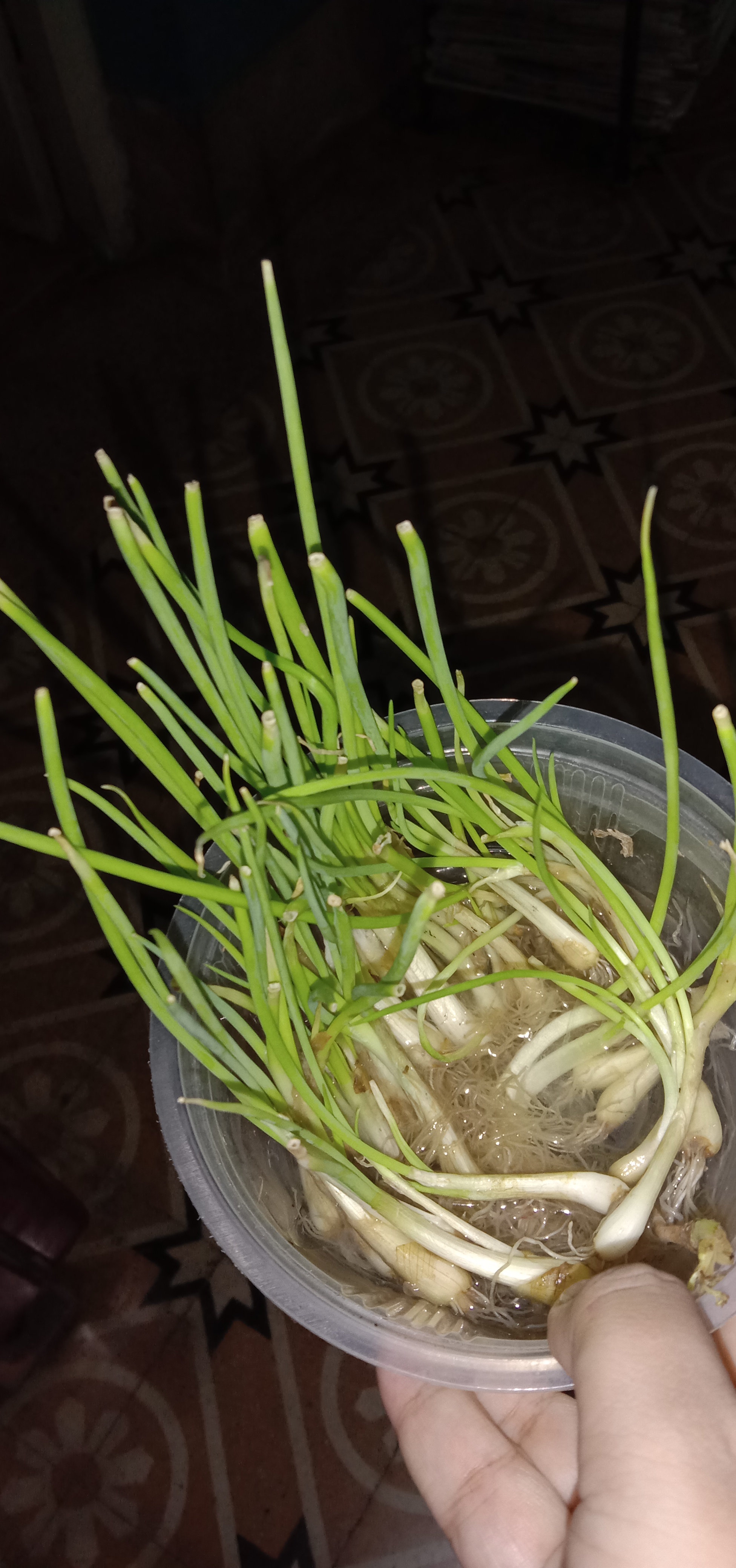 Local Guides Connect - Grow spring onion(green leaves ...